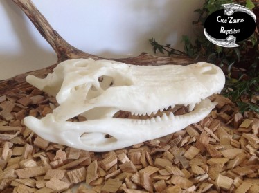 Reconstitution crâne alligator